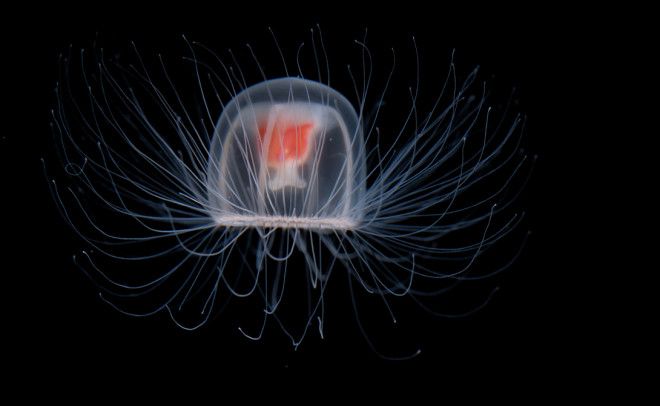 Бессмертная медуза Никакого преувеличения в океане действительно обитает вид бессмертных медуз Turritopsis Nutricula умеет возвращаться в свою молодость после спаривания и начинать весь цикл заново мечта за которой последовала бы большая часть человечества Если бы не хищники подъедающие большую часть популяции этих бессмертных пловцов медузы уже давно захватили бы весь мир