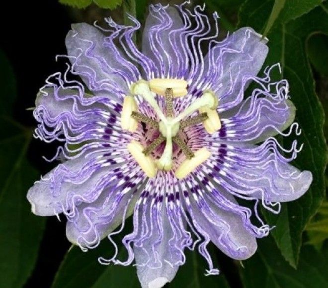 25 самых причудливых растений мира