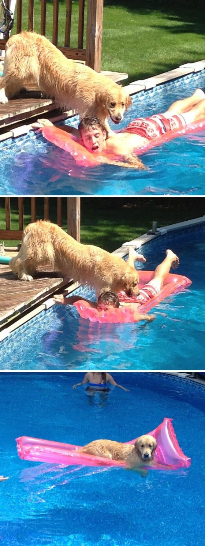 25 уморительных животных которые ведут себя как настоящие мерзавцы