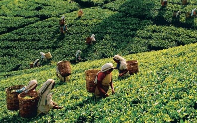 Цейлон Годы существования с 1505 по 1972 гг &nbsp; Эта страна расположенная в Южной Азии ныне известна как Демократическая Социалистическая Республика ШриЛанка Цейлон имел богатую историю международных отношений будучи с 7 века торговым центром для арабов а после для европейцев Цейлоном поочередно&nbsp;правили португальцы затем голландцы и наконец британцы от которых Цейлон обрел полную независимость в 1948 году В 1972 году Цейлон сменил название на ШриЛанка