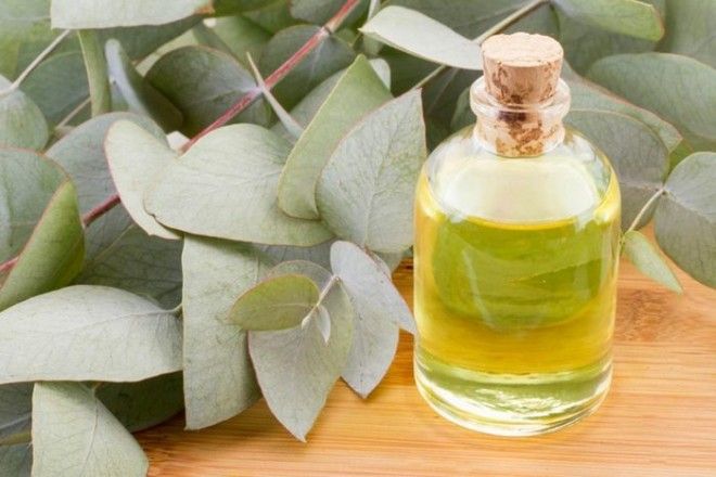 Эвкалипт - всегда лёгкое дыхание. Эвкалипт всегда лёгкое дыхание