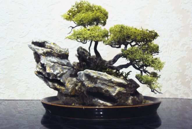 Невероятные растения!