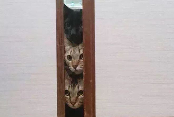 Только взгляни на эти мордочки!