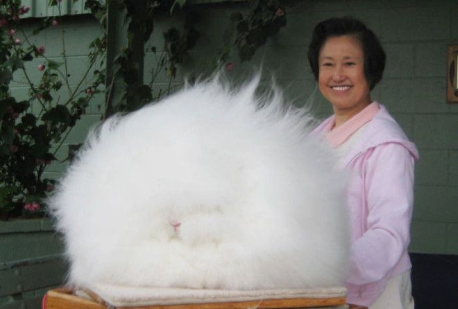 Без помощи парикмахера :-)