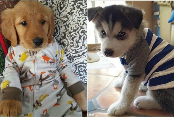 Ааааа! Милота :-)