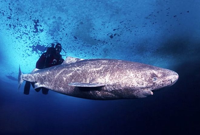 Глубоководные долгожители