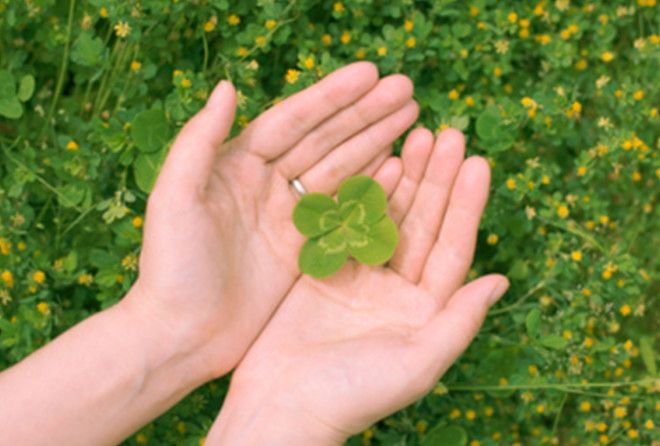 Повезло, так повезло!