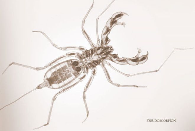 Такими насекомых вы ещё не видели!