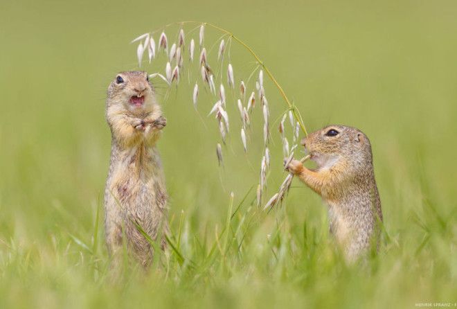 Вот теперь вы точно увидите суслика :-)