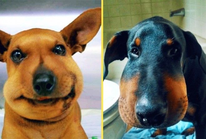 Бедные милые мордашки!