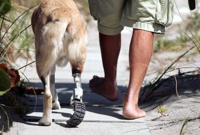 Люди, заботьтесь о животных! Им это очень-очень нужно...