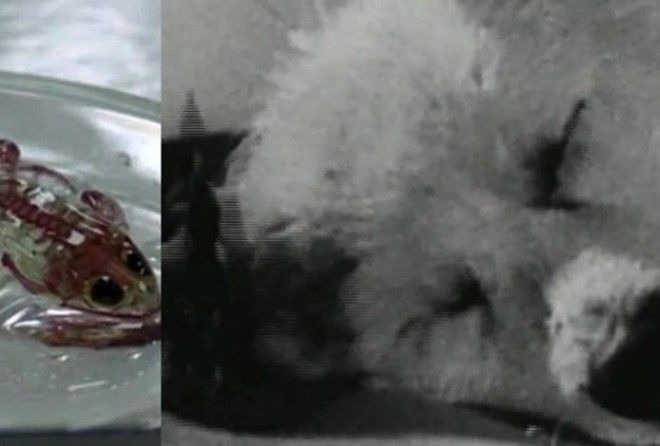 На какие ужасы ещё способно человечество ради науки!