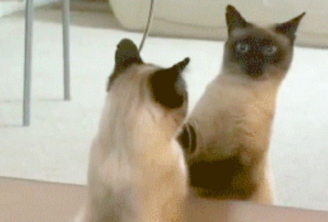 Смех да и только :-D