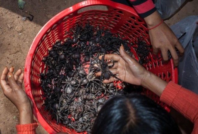 Не каждый отважится охотится за таким деликатесом!