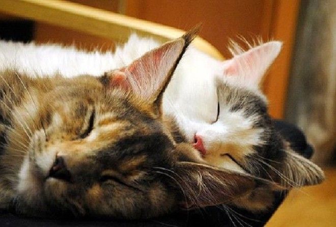 Сколько можно спать