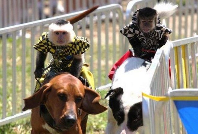 Эти мероприятия вызывают много вопросов  :-)