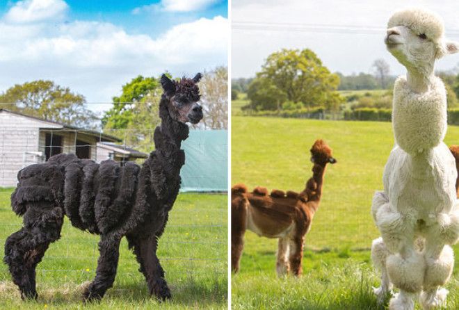 Не пуделями едиными :-)