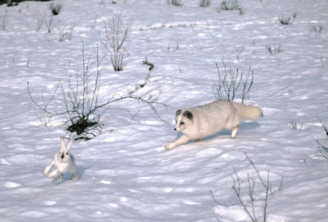 Природа обеспечила их всем необходимым!