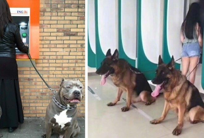 С такой охраной вам точно боятся нечего!